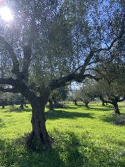 Αγροτεμάχια 9.500 τ.μ. για πώληση, Μεσσηνία, Ανδανία-thumb-20