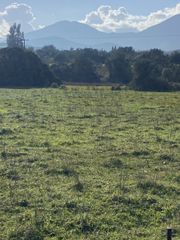 Αγροτεμάχια 8.227 τ.μ. προς πώληση, Σταθμός Μελιγαλά-thumb-8