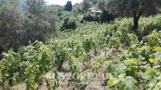 Οικόπεδο 1.500 τ.μ. για πώληση