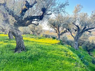 Οικόπεδο 985 τ.μ. για πώληση