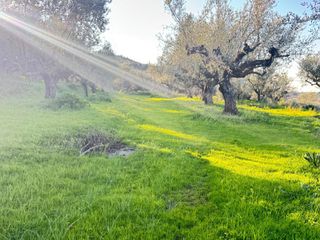 Οικόπεδο 985 τ.μ. προς πώληση, Αίθαια-thumb-4