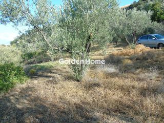 Αγροτεμάχια 550 τ.μ. για πώληση