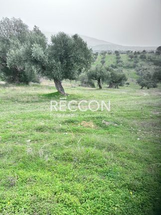 Αγροτεμάχια 6.400 τ.μ. για πώληση, Εύβοια, Αμάρυνθος