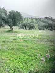 Αγροτεμάχια 6.400 τ.μ. για πώληση, Εύβοια, Αμάρυνθος-thumb-2