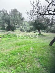 Αγροτεμάχια 6.400 τ.μ. για πώληση, Εύβοια, Αμάρυνθος-thumb-5