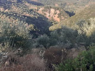 Αγροτεμάχια 14.500 τ.μ. για πώληση, Μεσσηνία, Πεταλίδι-thumb-3
