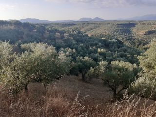 Αγροτεμάχια 14.500 τ.μ. για πώληση, Μεσσηνία, Πεταλίδι-thumb-4