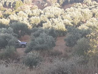 Αγροτεμάχια 14.500 τ.μ. για πώληση, Μεσσηνία, Πεταλίδι-thumb-8