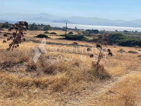 Αγροτεμάχια 6.000 τ.μ. για πώληση