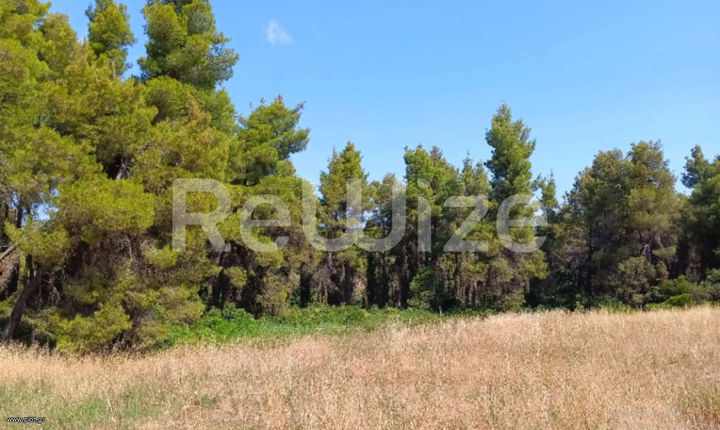 Αγροτεμάχια 12.000 τ.μ. προς πώληση, Ελάνη