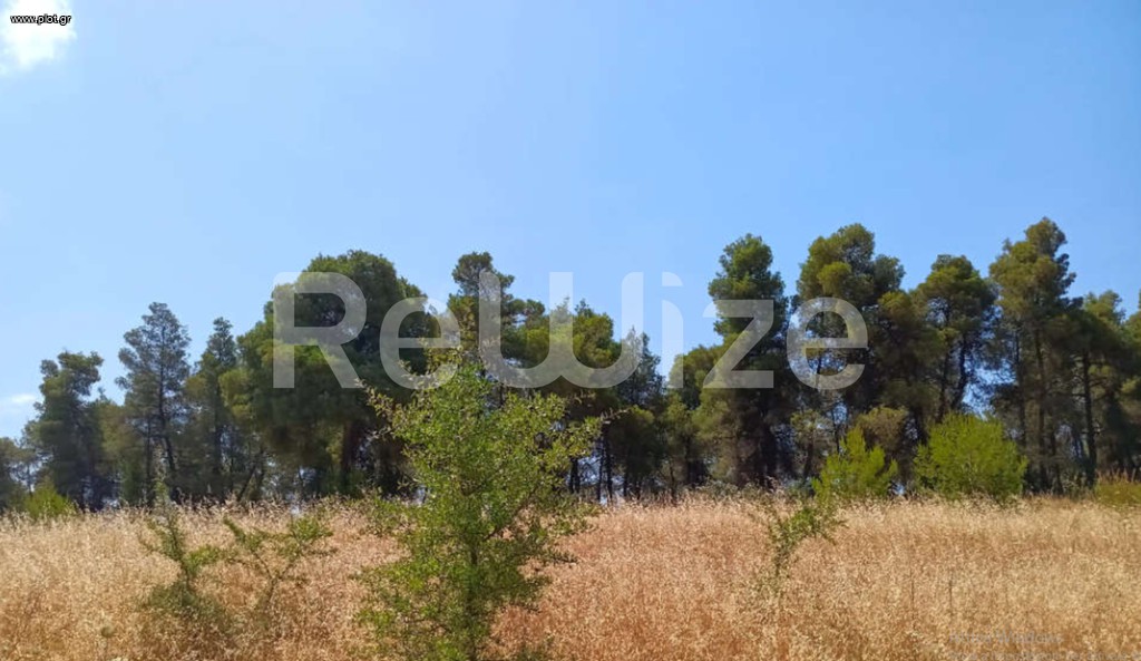 Αγροτεμάχια 12.000 τ.μ. προς πώληση, Ελάνη