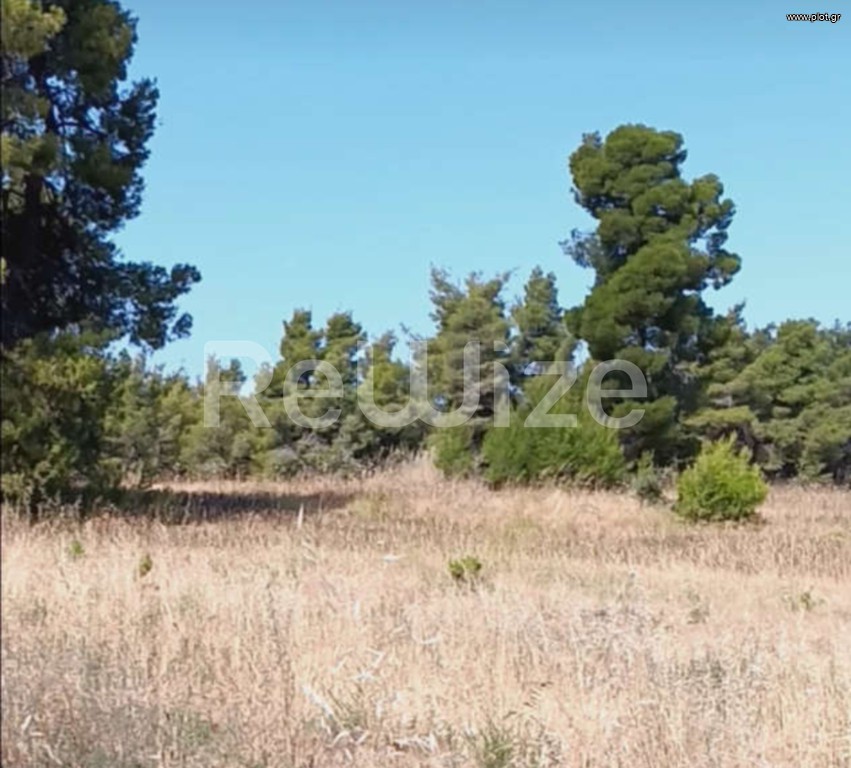 Αγροτεμάχια 12.000 τ.μ. προς πώληση, Ελάνη