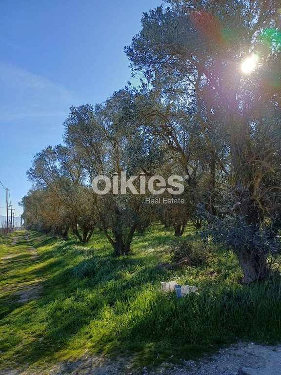 Αγροτεμάχια 4.150 τ.μ. προς ενοικίαση, Θεσσαλονίκη - Περιφ/Κοί Δήμοι, Θέρμη