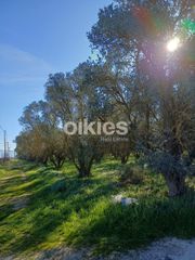 Αγροτεμάχια 4.150 τ.μ. προς ενοικίαση, Θέρμη-thumb-3