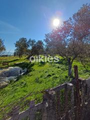 Αγροτεμάχια 4.150 τ.μ. προς ενοικίαση, Θέρμη-thumb-5