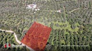 Αγροτεμάχια 2.206,20 τ.μ. για πώληση