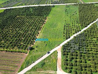Αγροτεμάχια 12.700 τ.μ. για πώληση, Αργολίδα, Μυκήνες-thumb-3