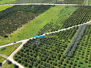 Αγροτεμάχια 12.700 τ.μ. για πώληση, Αργολίδα, Μυκήνες-thumb-5