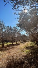 Αγροτεμάχια 350 τ.μ. για ενοικίαση