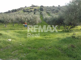 Οικόπεδο 32.000 τ.μ. πρός πώληση, Ν. Ηρακλείου, Μοίρες-thumb-5