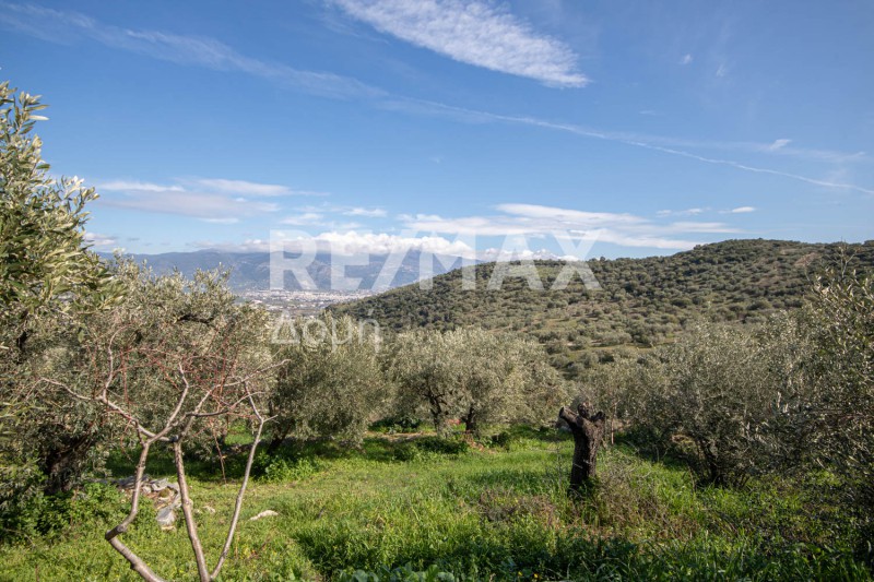 Αγροτεμάχια 7.438 τ.μ. προς πώληση, Διμήνι