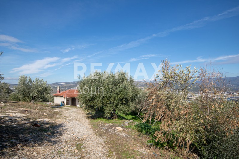Αγροτεμάχια 7.438 τ.μ. προς πώληση, Διμήνι