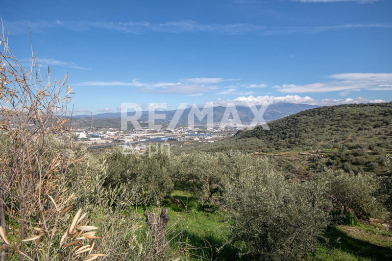 Αγροτεμάχια 7.438 τ.μ. προς πώληση, Διμήνι