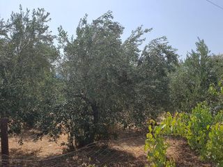 Οικόπεδο 1.500 τ.μ. για πώληση, Ν. Σερρών, Σιδηρόκαστρο-thumb-3