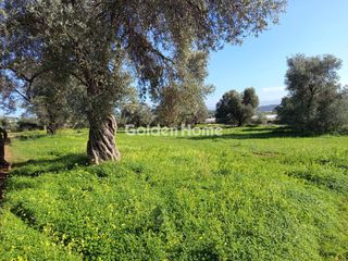 Αγροτεμάχια 800 τ.μ. για πώληση