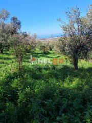 Οικόπεδο 4.337 τ.μ. προς πώληση, Κρήνη Μεσσάτιδας-thumb-14