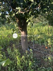 Αγροτεμάχια 8.000 τ.μ. για πώληση, Αργολίδα, Άργος-thumb-3