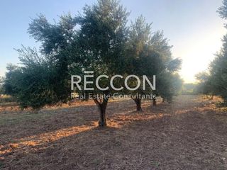 Αγροτεμάχια 4.700 τ.μ. για πώληση, Μεσσηνία, Μελιγαλά-thumb-9
