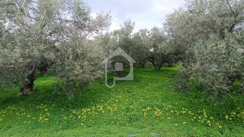 Οικόπεδο 500 τ.μ. προς πώληση, Λυγιδές