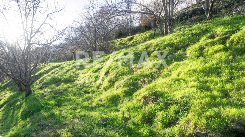 Αγροτεμάχια 892 τ.μ. πρός πώληση, Μαγνησία, Αγριά
