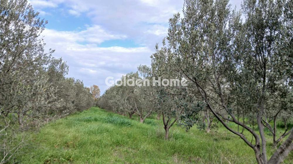 Αγροτεμάχια 6.000 τ.μ. προς πώληση, Παραλία Αυλίδας