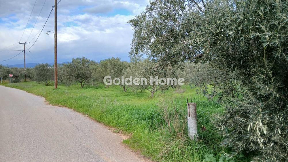 Αγροτεμάχια 6.000 τ.μ. προς πώληση, Παραλία Αυλίδας