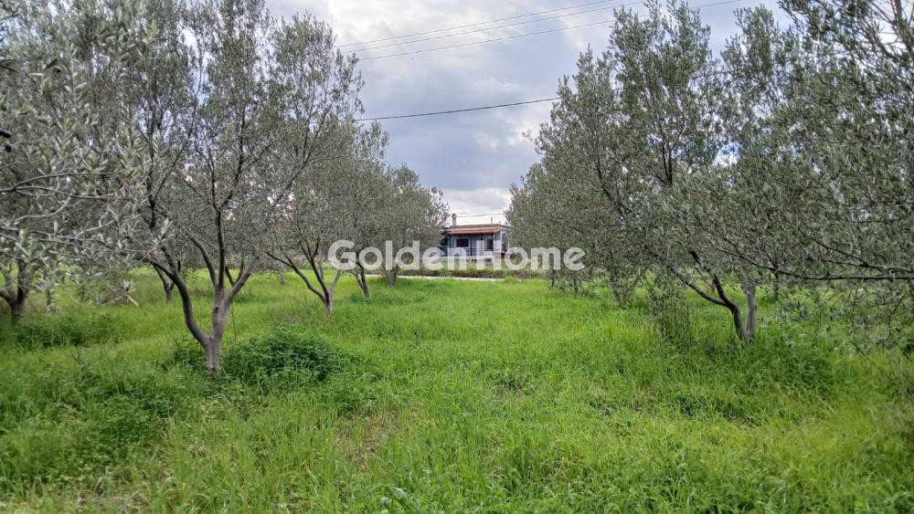Αγροτεμάχια 6.000 τ.μ. προς πώληση, Παραλία Αυλίδας