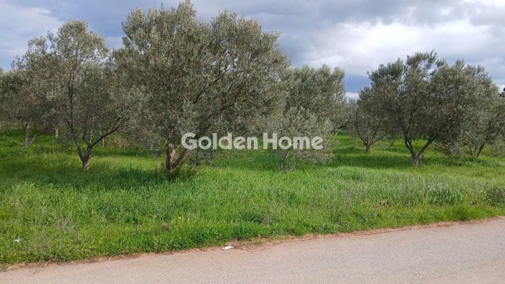 Αγροτεμάχια 6.000 τ.μ. προς πώληση, Παραλία Αυλίδας