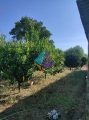 Αγροτεμάχια 2.702 τ.μ. για πώληση, Μεσσηνία, Πεταλίδι-thumb-7