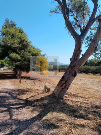 Land plot 483 sqm for sale, Athens - East, Paiania