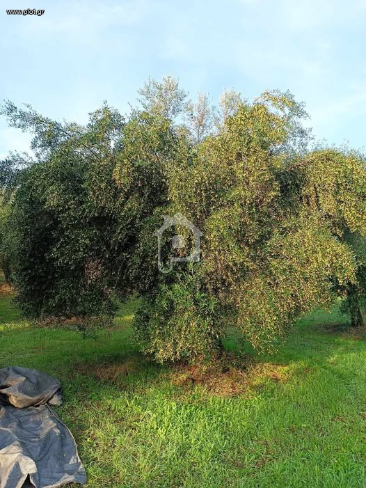 Αγροτεμάχια 3.597 τ.μ. προς πώληση, Καλλιθέα Αλίφειρας