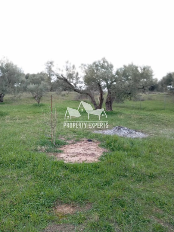 Αγροτεμάχια 4.500 τ.μ. προς πώληση, Δίκελλα