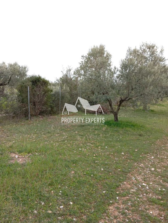 Αγροτεμάχια 4.500 τ.μ. προς πώληση, Δίκελλα