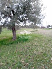 Αγροτεμάχια 4.500 τ.μ. για πώληση