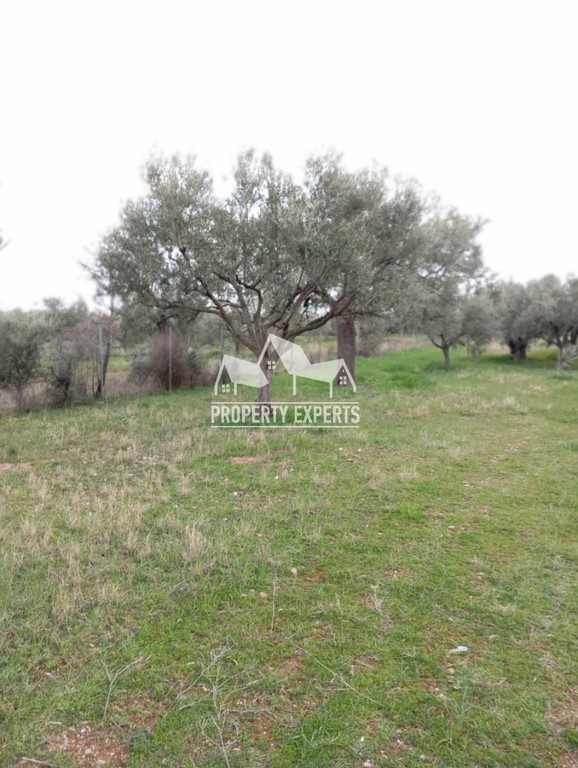 Αγροτεμάχια 4.500 τ.μ. προς πώληση, Δίκελλα