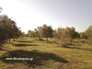Αγροτεμάχια 6.632 τ.μ. για πώληση
