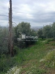 Αγροτεμάχια 2.910 τ.μ. για πώληση