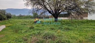 Οικόπεδο 6.500 τ.μ. για πώληση, Αχαΐα, Μεσσατίδα-thumb-10