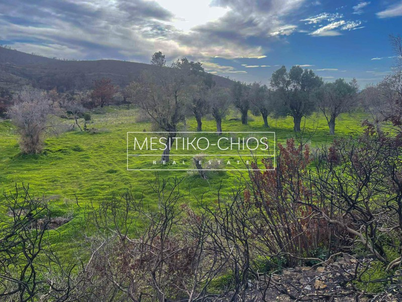 Οικόπεδο 10.080 τ.μ. προς πώληση, Αμάνη
