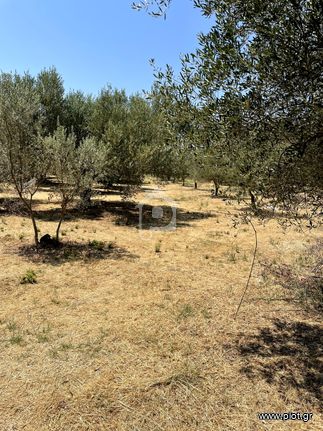 Αγροτεμάχια 3.935 τ.μ. για πώληση, Ν. Πρέβεζας, Λούρος